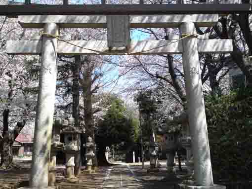 春日神社鳥居から望む桜