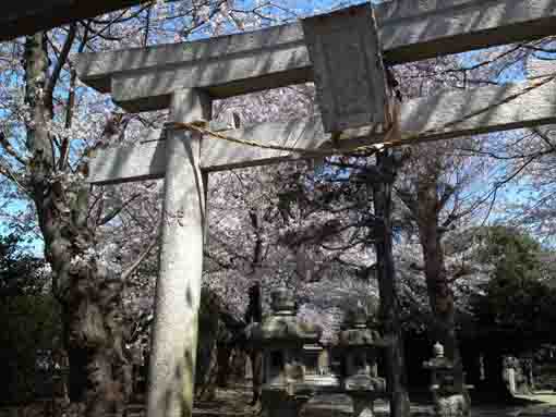 春日神社鳥居と桜の花