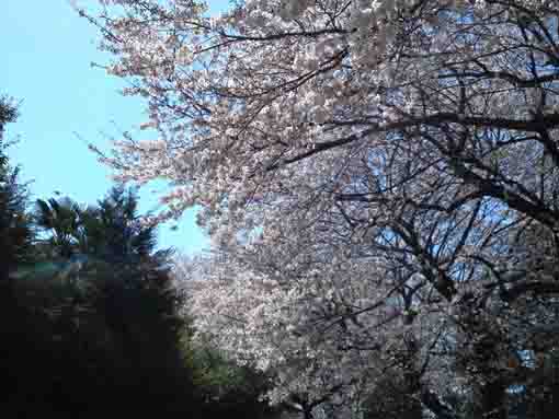 春日神社桜越しの青空