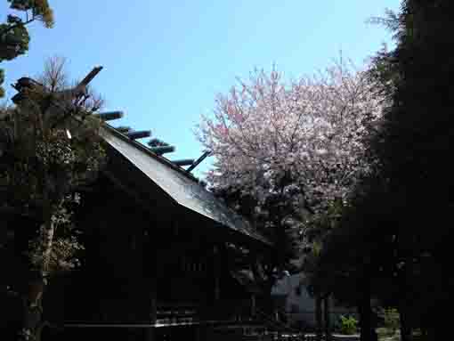 春日神社本殿と桜
