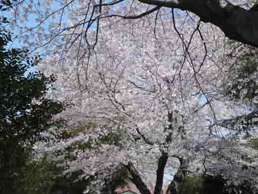 曽谷春日神社に咲く桜の花
