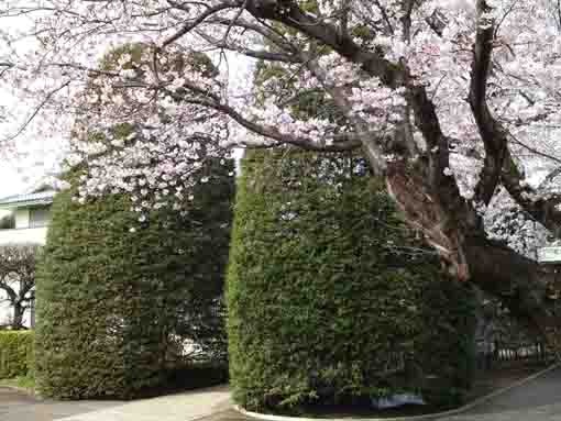 曽谷山法蓮寺の植木