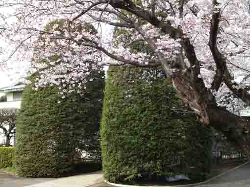 the large plants in Soyasan Horenji