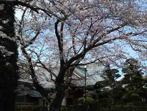 曽谷山法蓮寺の桜の木
