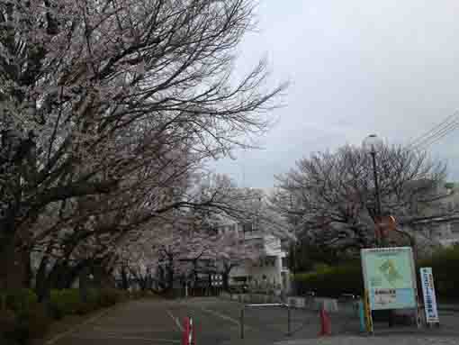 国府台スポーツセンター駐車場の桜