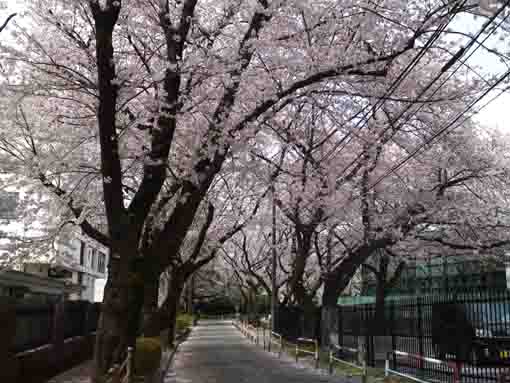 スポーツセンターの桜のトンネル２