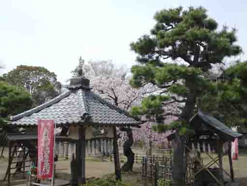 手児奈霊神堂境内の桜