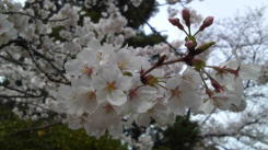 cherry blossoms in Hokekyou-ji