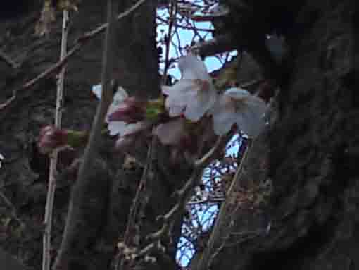 令和2年3月15日桜土手の桜の開花�A