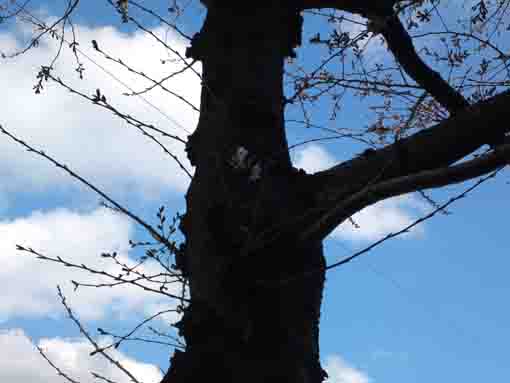 令和2年3月15日桜土手の桜の開花①