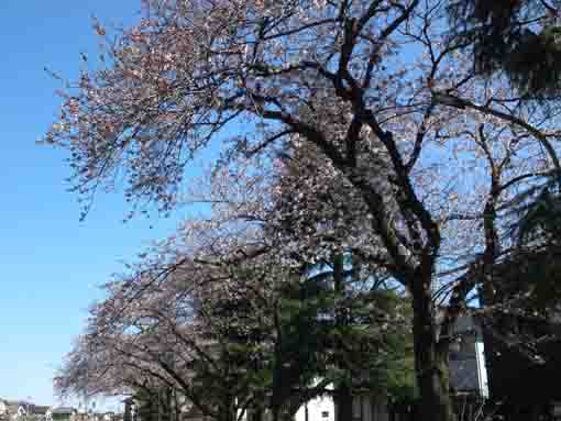 桜土手のソメイヨシノ三分咲き