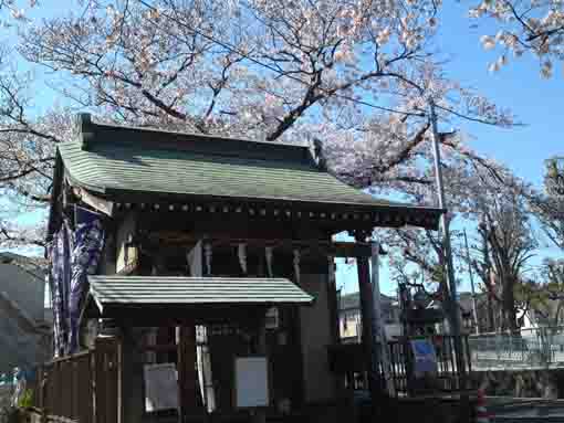 浮島弁財天に咲く桜の花２