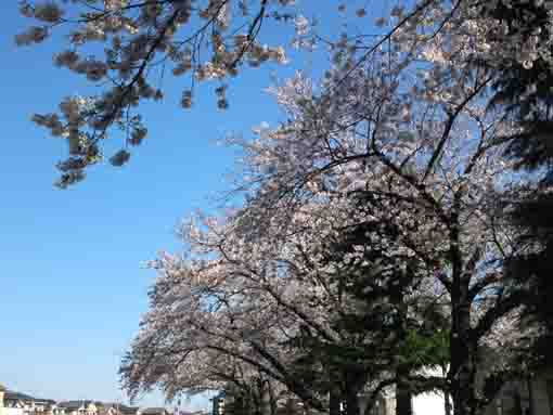 浮島弁財天に咲く桜の花３