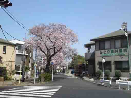 the south gate of Cherry Blossoms