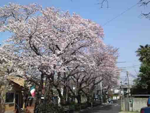 桜土手に咲く桜