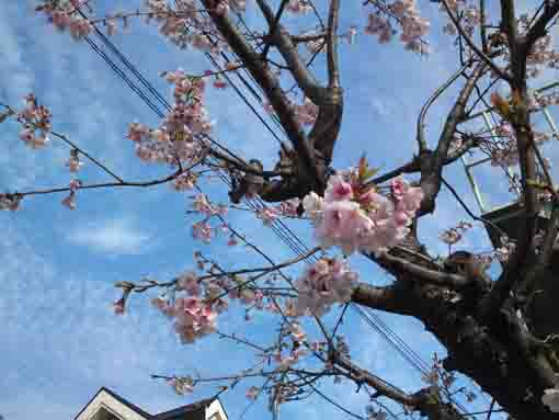early blooming sakura in Mamagawa