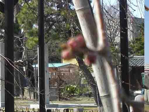 buds of a weeping cherry tree in Myogyoji