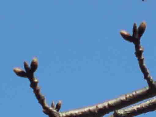 buds of somei yoshino in Myogyoji