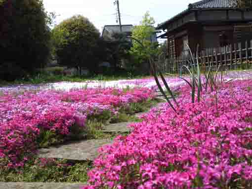 pink moss phloxes in the park