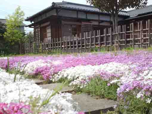 moss phloxes in Kaku Matsujaku's Garden
