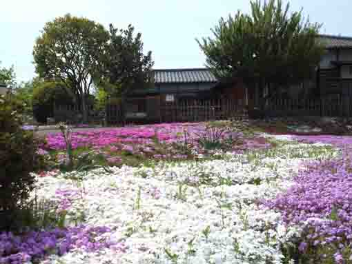 white moss phloxes in Guo Moruo Park