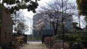 おりひめ神社から見た桜と産業科学館