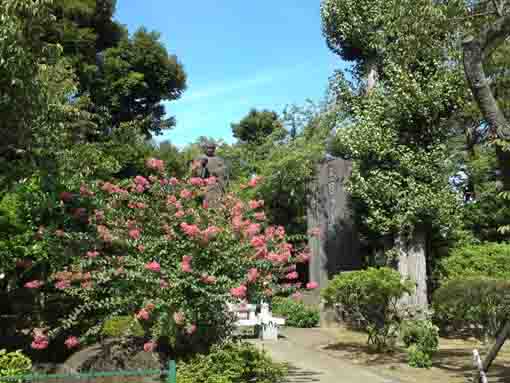 crape myrtle blossoms in Nakayama