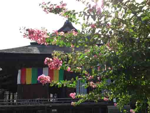 crape myrtle blossoms and the hall