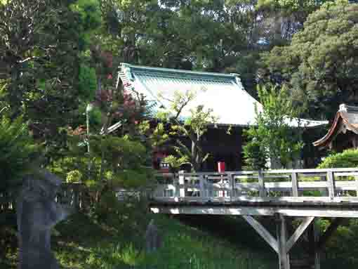 crape myrtle blossoms and a bridge