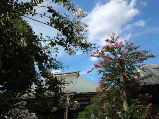 Crape Myrtle Blossoms in Hosenin