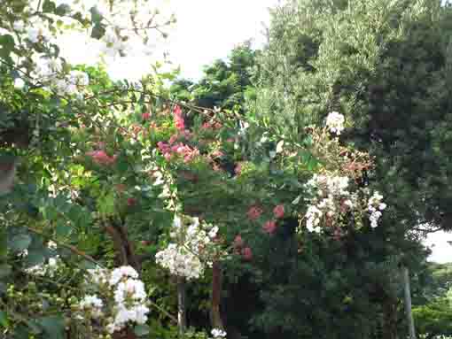 sarusuberi blossoms in Hosein