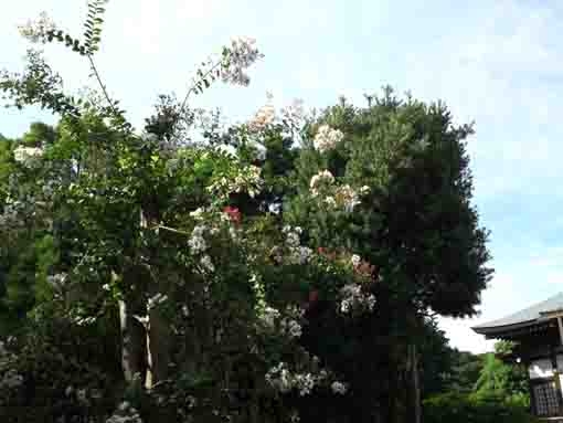 summer in Hosenin Temple