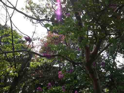 violet crape myrtle blossoms