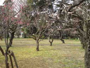 ume trees in Satomi Park
