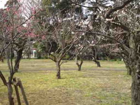 里見公園の梅園１