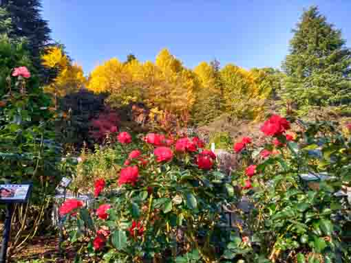令和5年秋里見公園の紅葉1