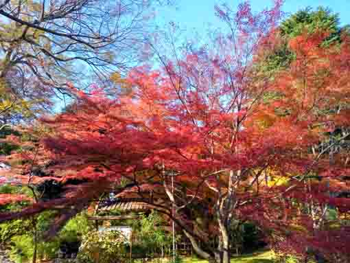 �ߘa�T�N�H���������̍g�t�Q