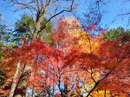 令和5年秋里見公園の紅葉3