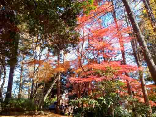 �ߘa�T�N�H���������̍g�t�S