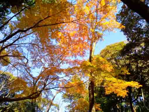 令和5年秋里見公園の紅葉5