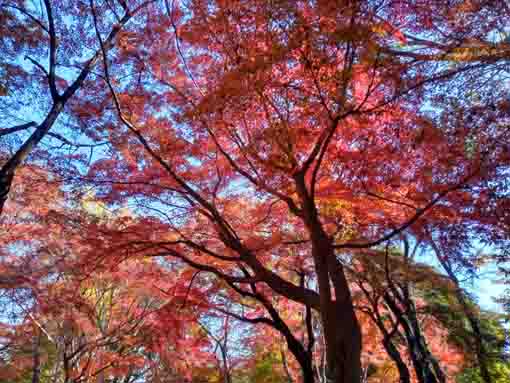 �ߘa�T�N�H���������̍g�t�U