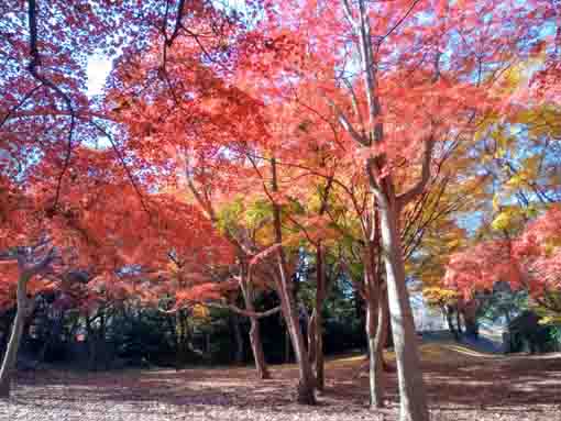 令和5年秋里見公園の紅葉7