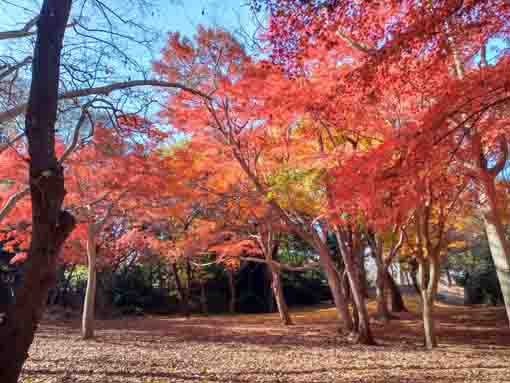 �ߘa�T�N�H���������̍g�t�W