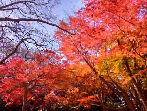 令和5年秋里見公園の紅葉9
