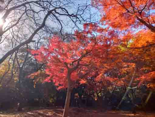 �ߘa�T�N�H���������̍g�t�P�O