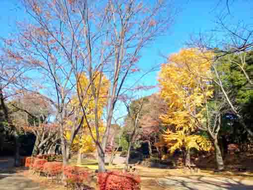 令和5年秋里見公園の紅葉11