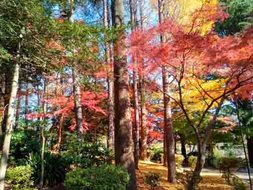 令和5年秋里見公園の紅葉13
