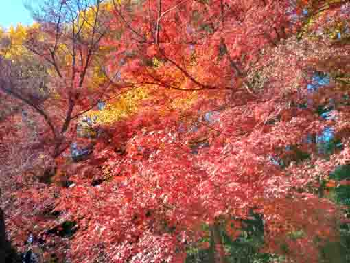 �ߘa�T�N�H���������̍g�t�P�S