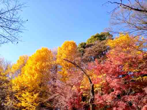 令和5年秋里見公園の紅葉15