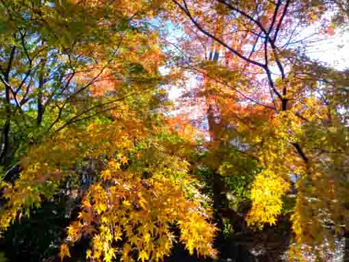 �ߘa�T�N�H����@�s��ʉ@�̍g�t�P�U